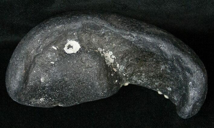 Fossil Whale Ear Bone - Miocene #18197